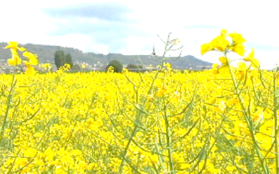 Les perspectives d'évolution de la PAC dans les années 2020