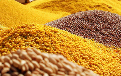 L'impact de la guerre en Ukraine sur le marché européen des oléagineux et de l'énergie